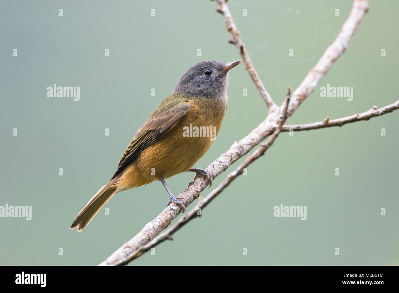 Gray-hooded Flycatcher (Mionectes rufiventris) from the Atlantic Rainforest Stock Photo