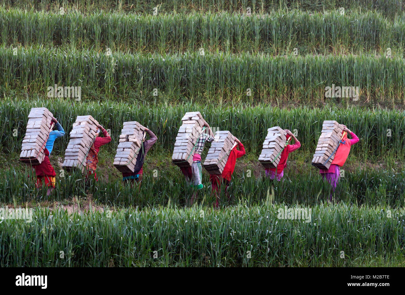 Labors carry mud bricks from the field to the brick kiln for combustion. Stock Photo