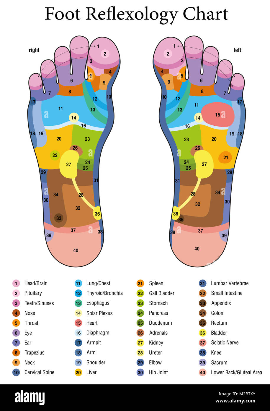 Foot reflexology. Alternative acupressure and physiotherapy health treatment. Zone massage chart with colored areas. Numbering and listing of names. Stock Photo