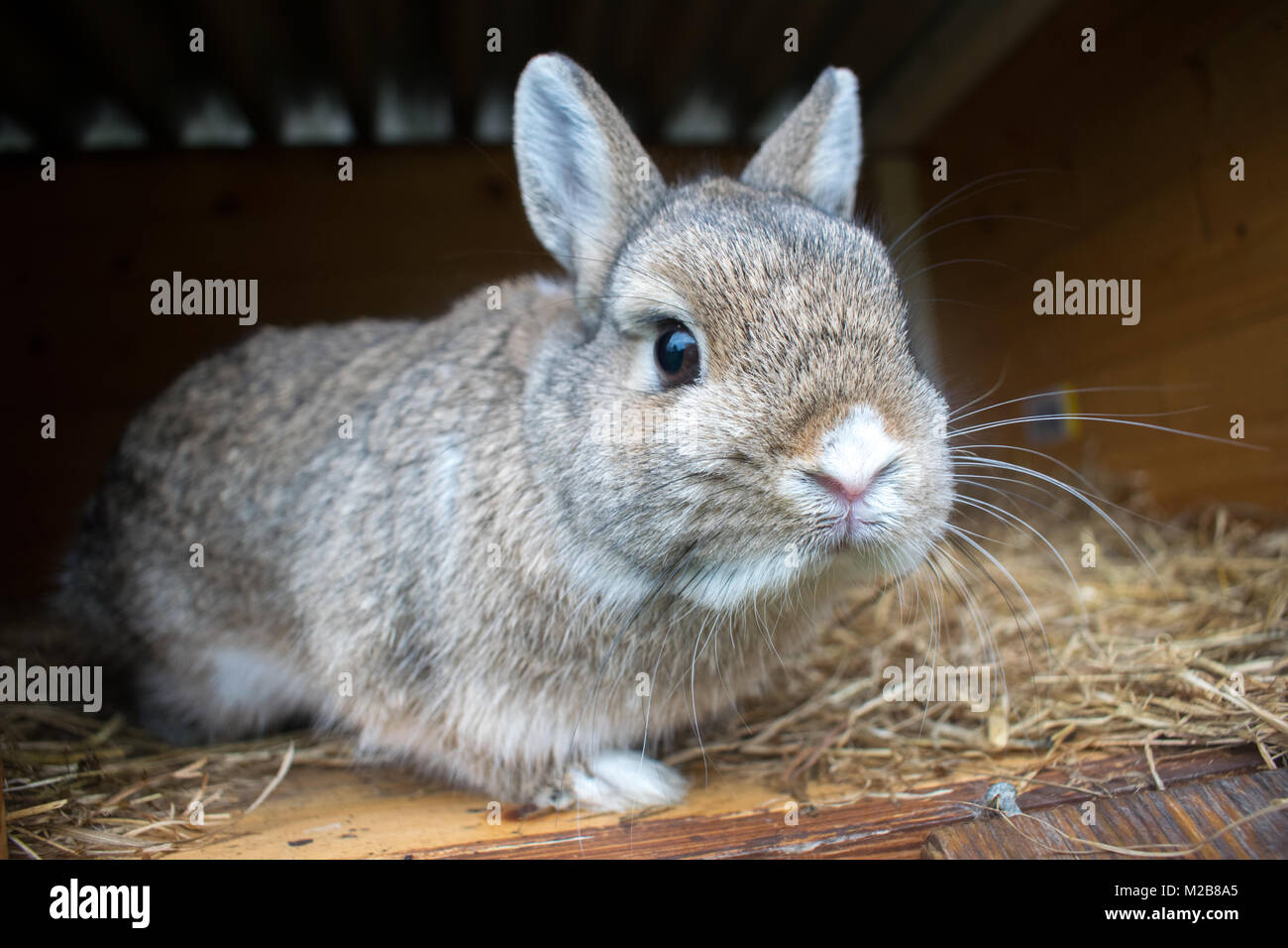 Rabbit in a Hutch Stock Photo