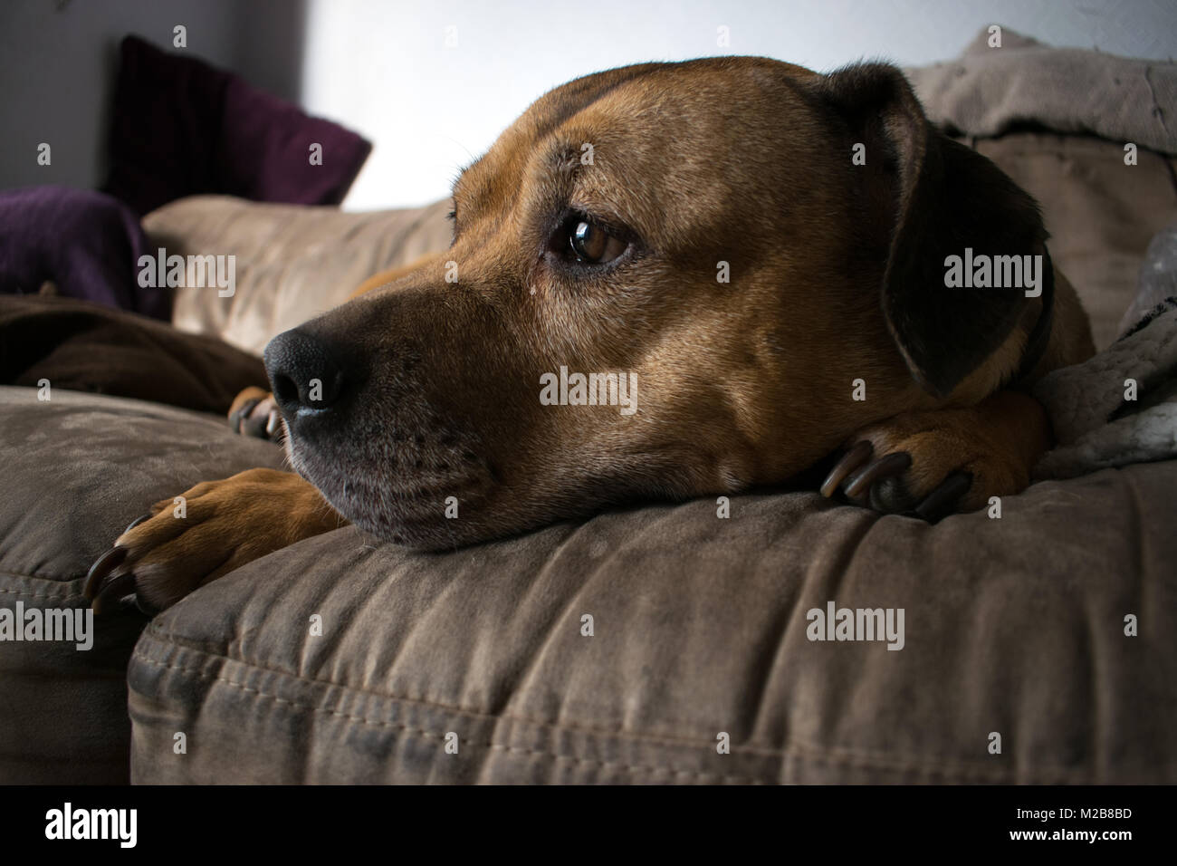 Dog on a sofa Stock Photo