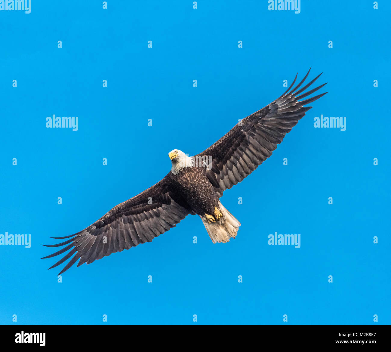 Bald Eagle in flight against blue sky Stock Photo