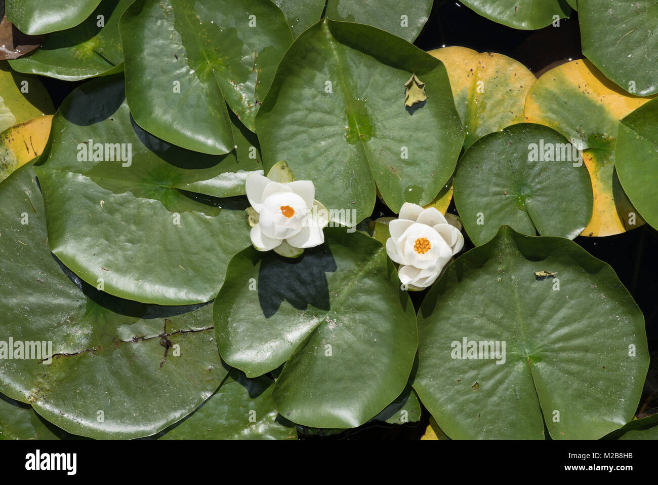 Two lily pads hires stock photography and images Alamy