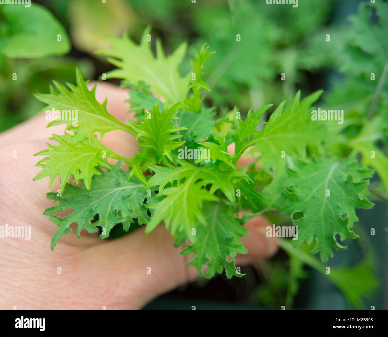 Person picking home grown mizuna lettuce leaves, close up with adult hand Stock Photo