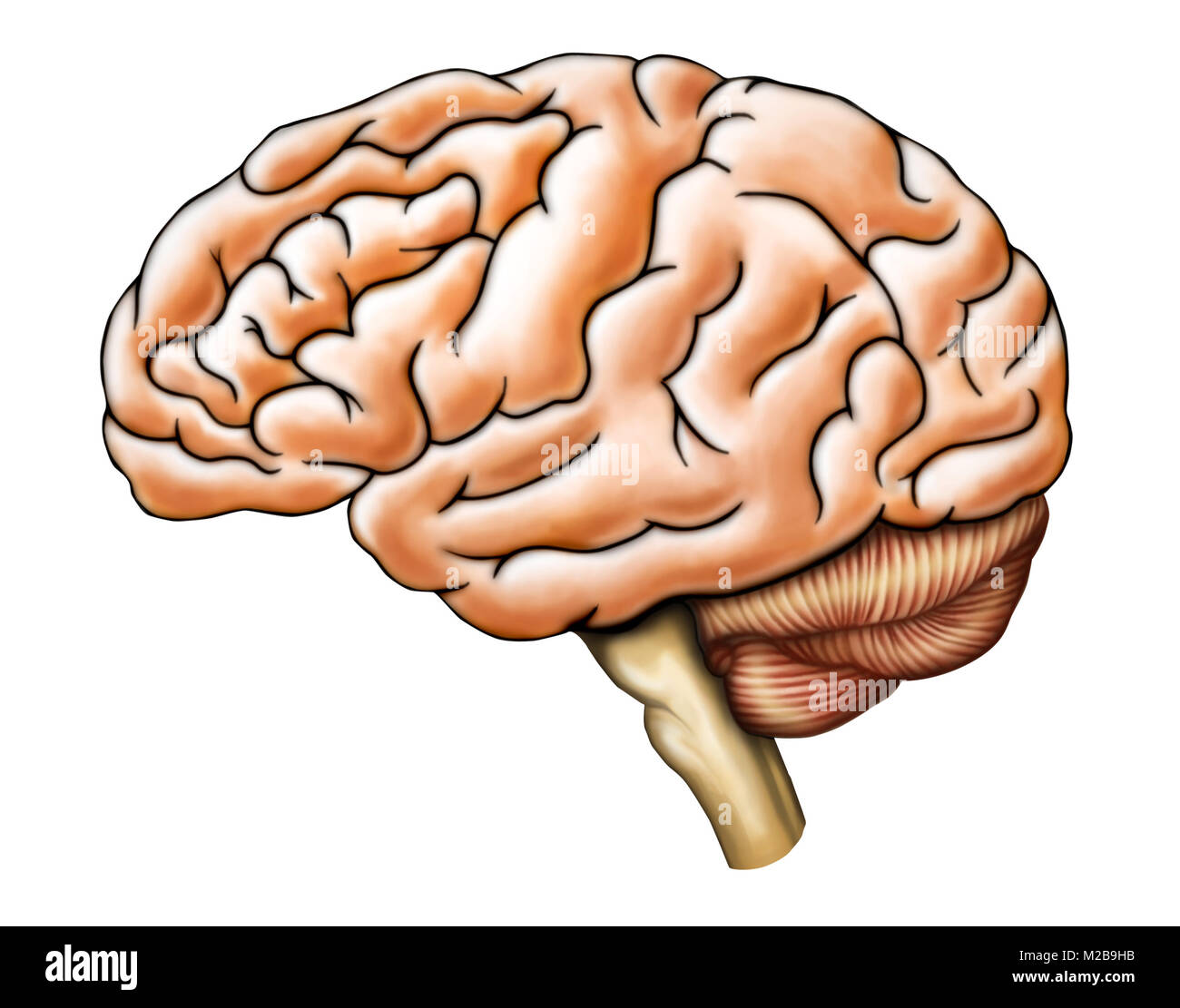 Human brain anatomy, side view. Digital illustration. Stock Photo