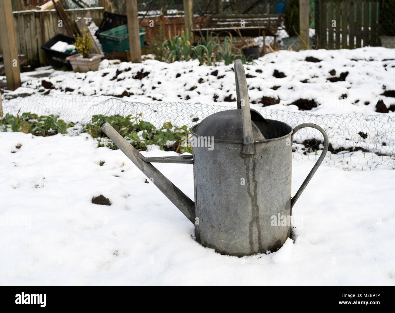 An old galvanised steel watering can standing in a snow covered allotment garden, north east England, UK Stock Photo