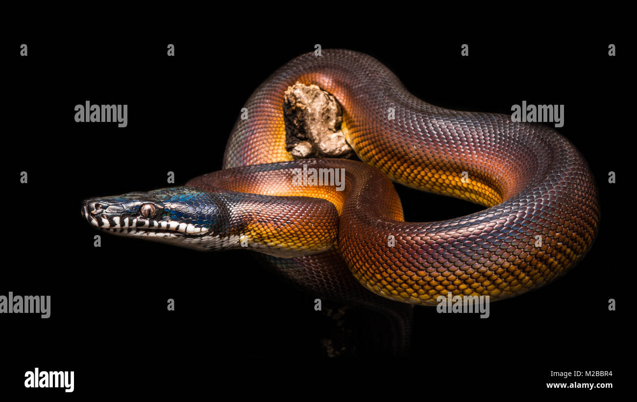 Bothrochilus albertisii / White lipped python Stock Photo