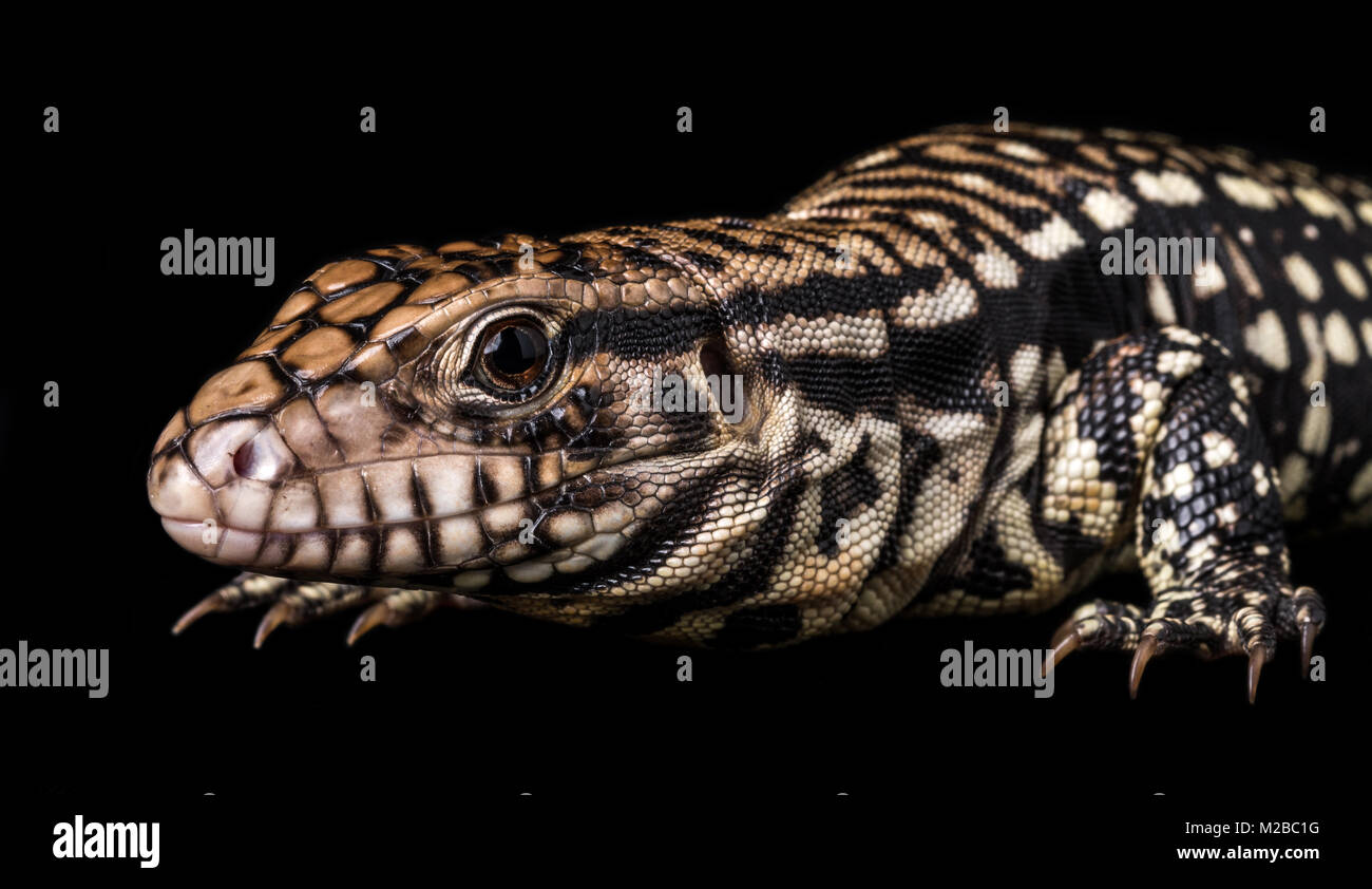 Tupinambis merianae hi-res stock photography and images - Alamy
