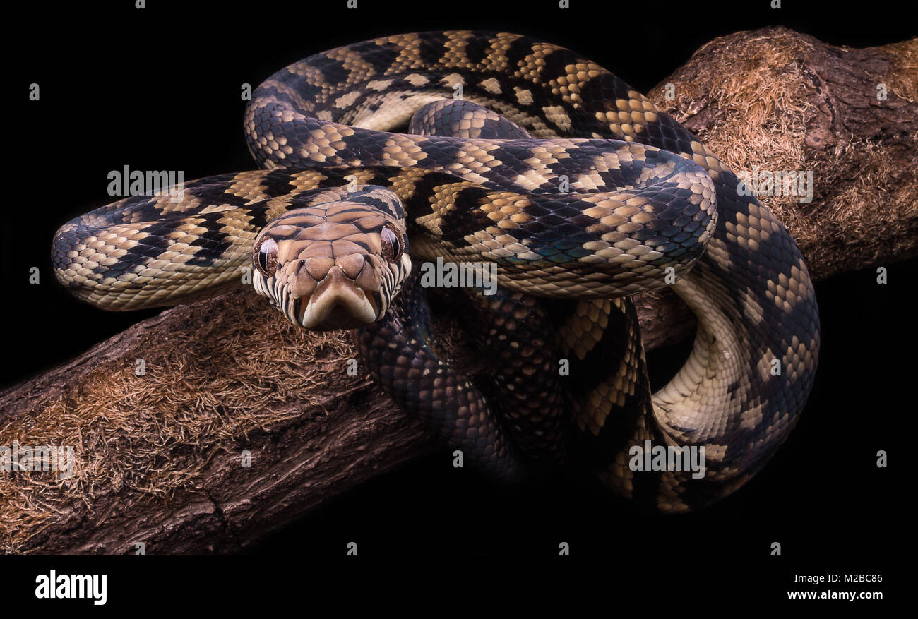 Сон беременной змея. Morelia amethistina.