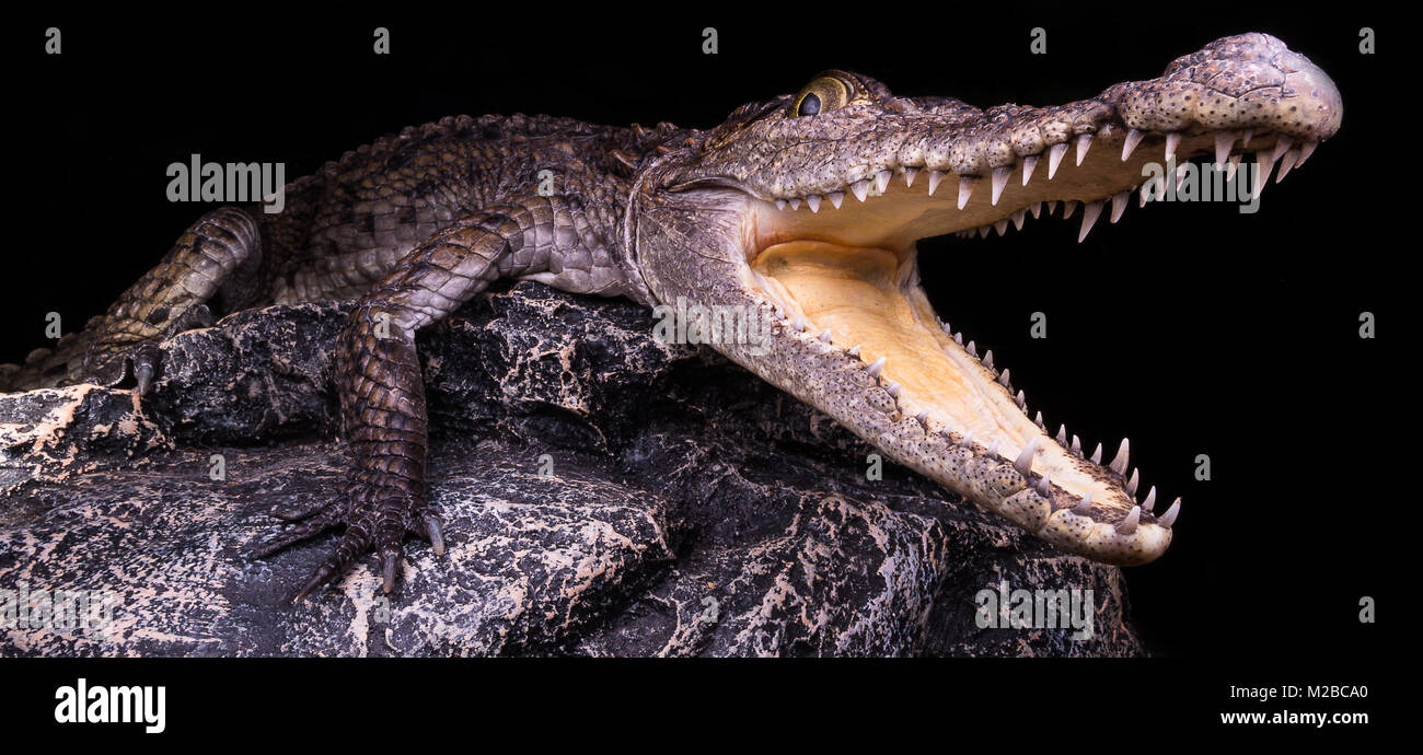 Nile crocodile Stock Photo