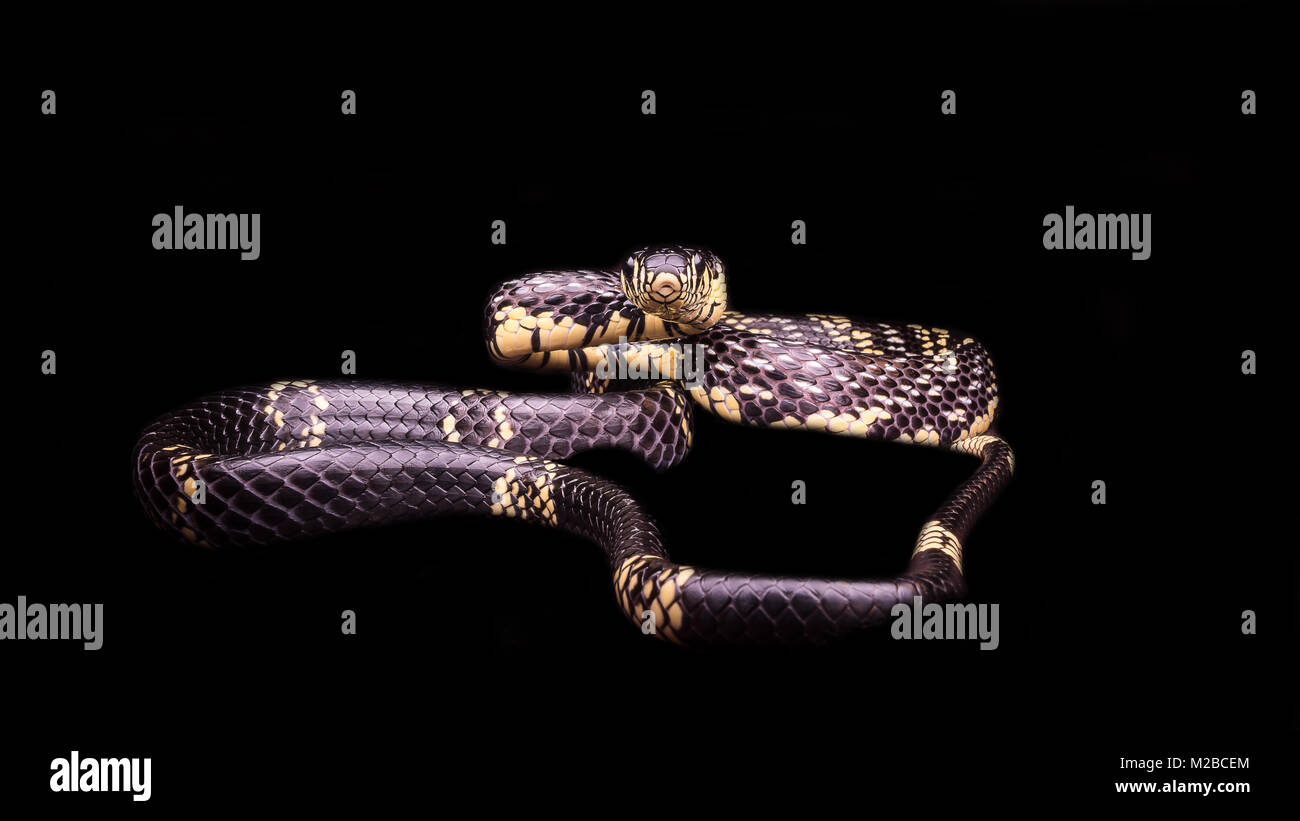 Spilotes puillatus / Yellow rat snake Stock Photo