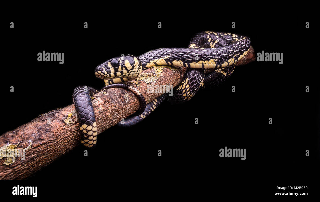 Spilotes puillatus / Yellow rat snake Stock Photo