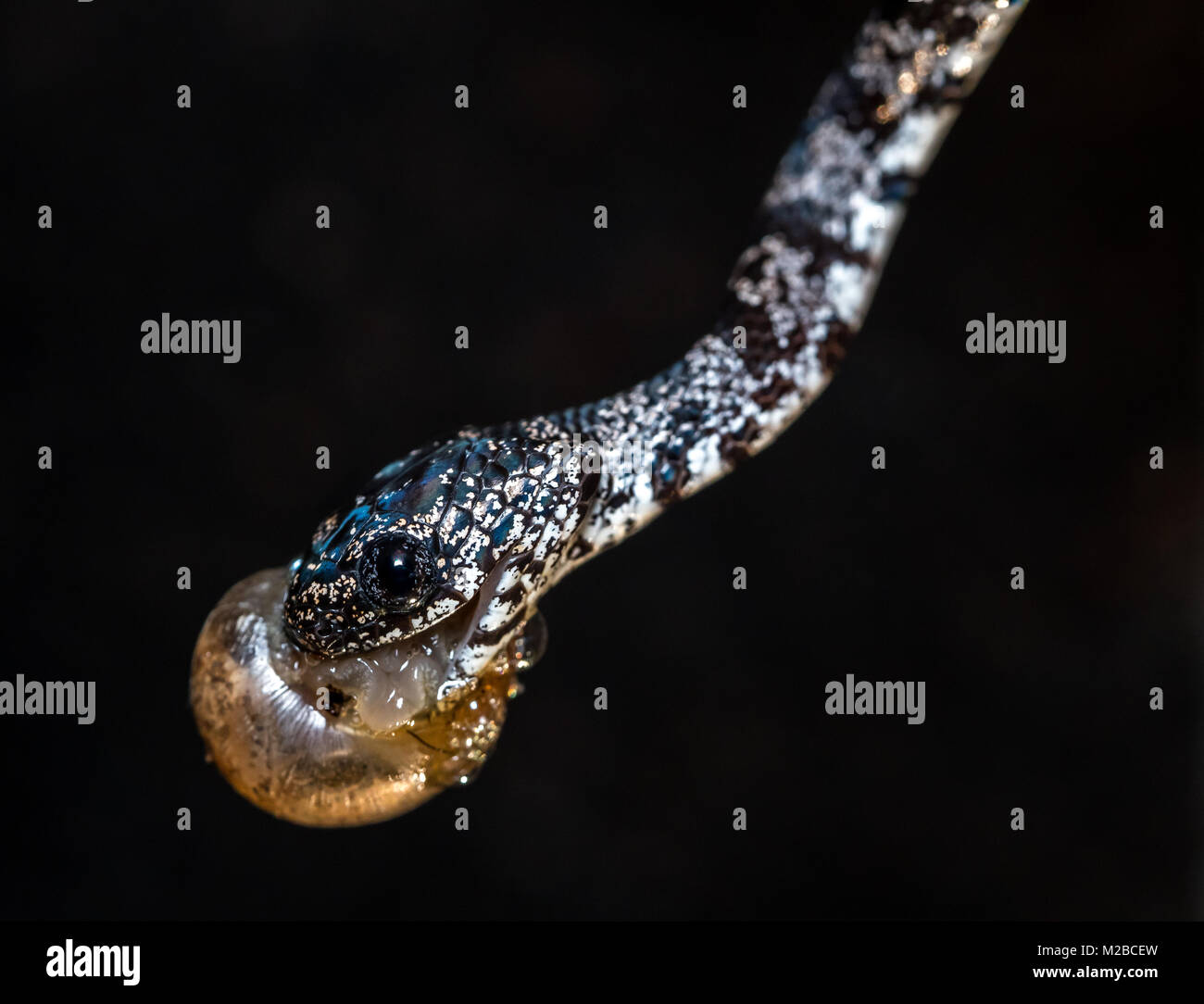Sibon nebulatus Stock Photo Alamy