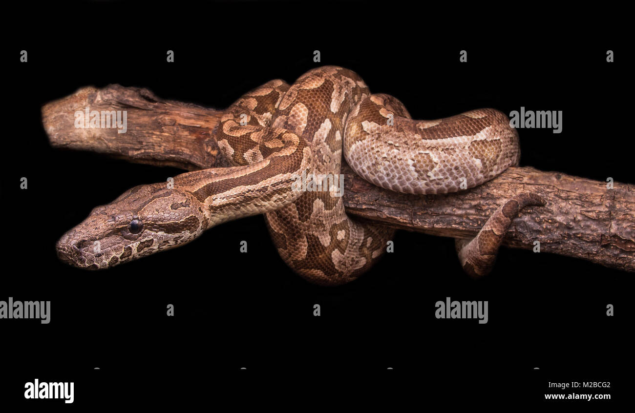 Water dwelling snake hi-res stock photography and images - Alamy