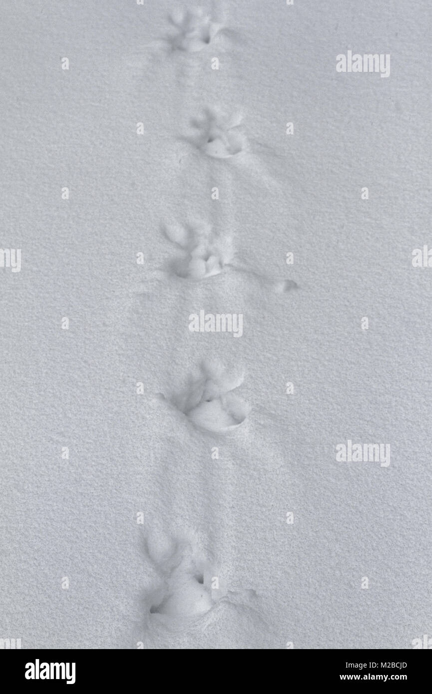 Wild turkey tracks in the snow in Quebec,Canada Stock Photo - Alamy