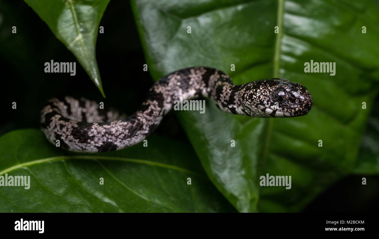 Sibon nebulatus Stock Photo Alamy