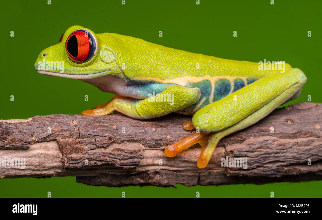 Agalychnis callidryas / Red eyed tree frog Stock Photo Alamy
