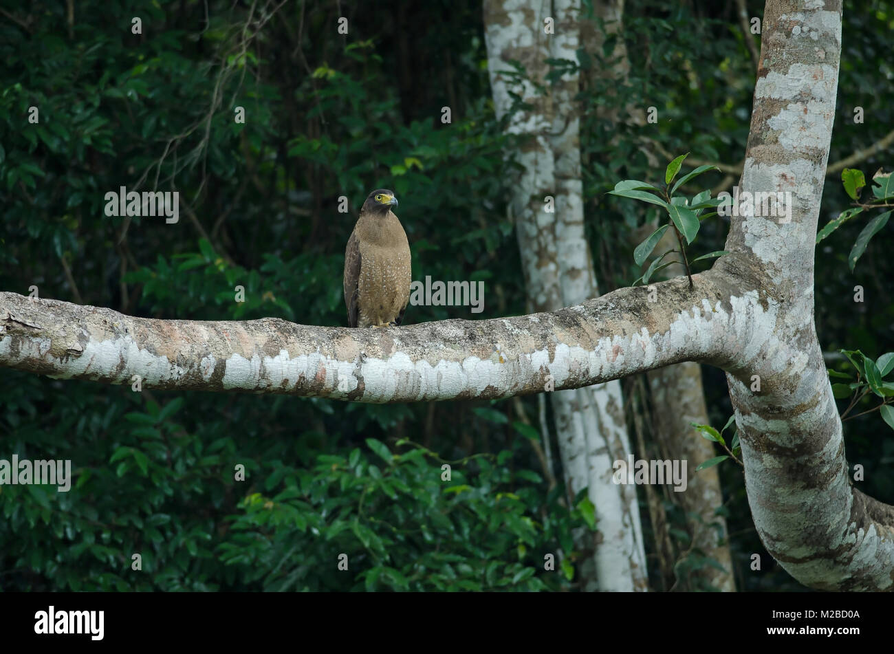 Serpent eagle habitat hi-res stock photography and images - Alamy