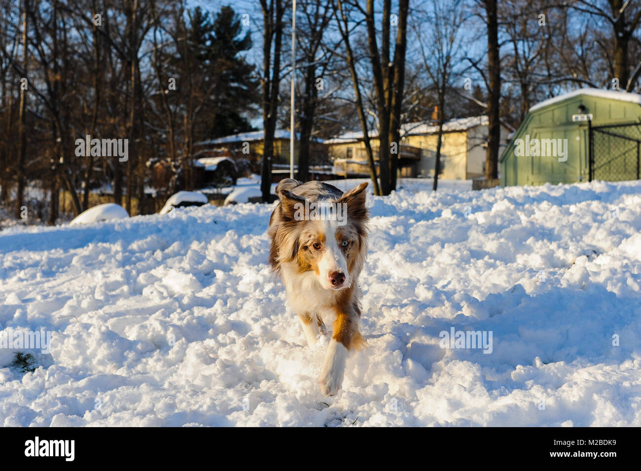 An Australian Shepherd frolics in the snow after a snowstorm in Michigan. Stock Photo