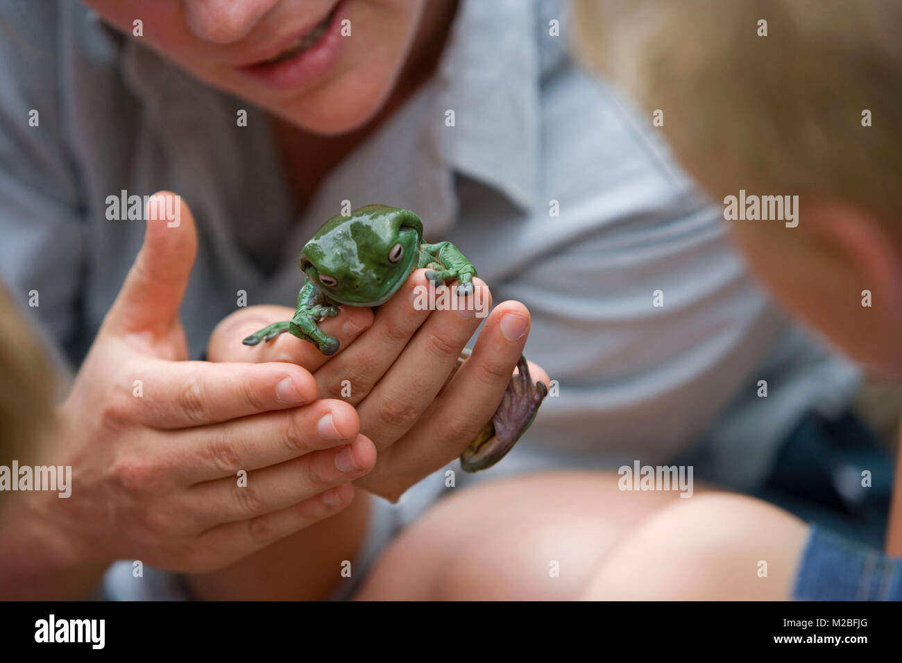 Australia. Sydney. Taronga Zoo. Education. Children touching Australian Green Tree Frog (Litoria caerulea). Stock Photo