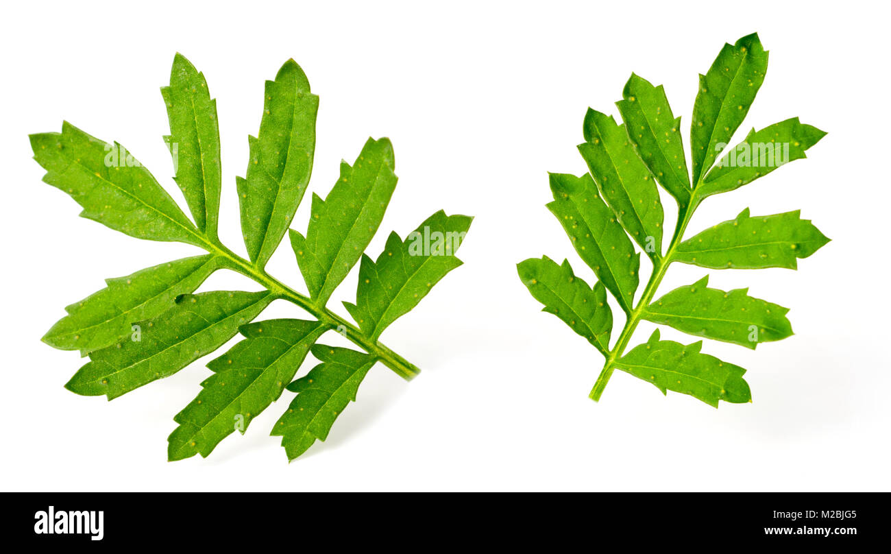 Marigold Leaves High Resolution Stock Photography And Images Alamy Marigold Leaves High Resolution Stock Photography And Images Alamy