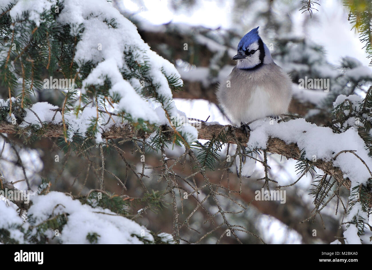 An eastern Blue Jay bird perched on a spruce tree branch in the freshly fallen snow of winter near Hinton Alberta Canada. Stock Photo