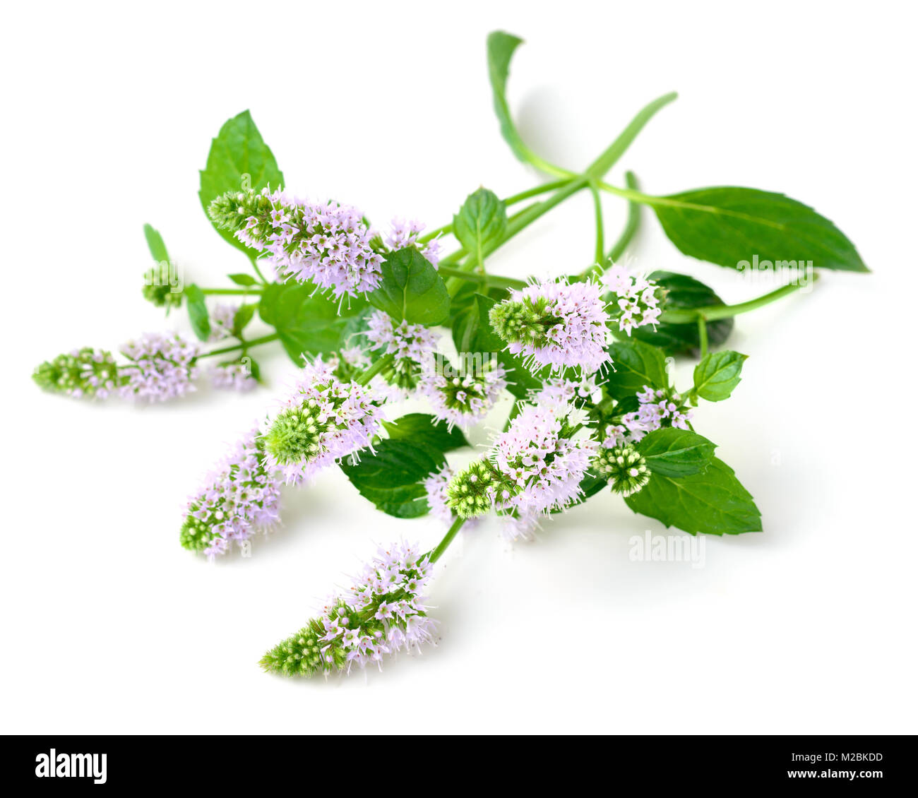 fresh purple peppermint flowers isolated on white Stock Photo Alamy