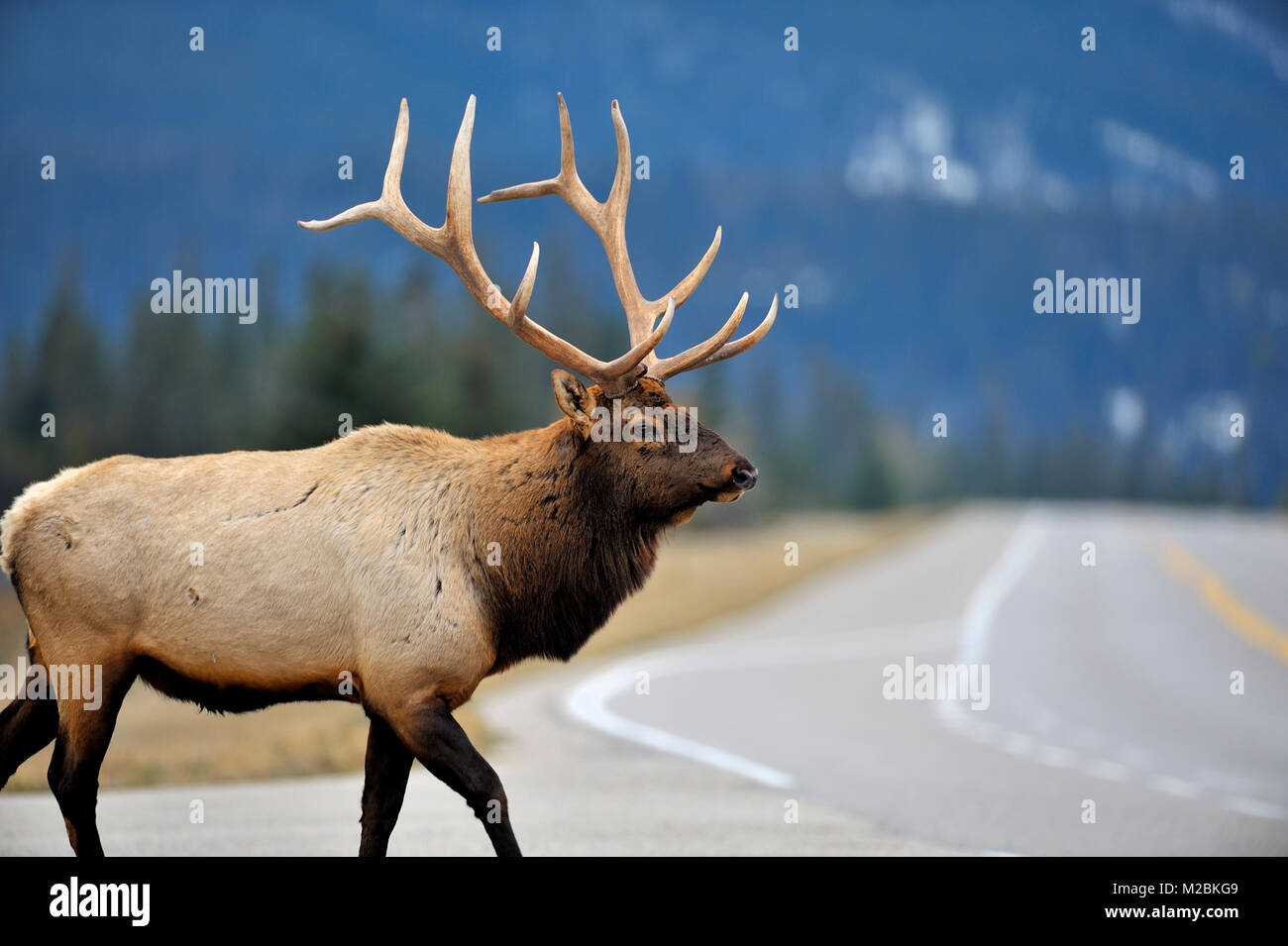 An wild adult bull elk ( Cervus elaphus),  crossing Alberta highway 16 in Jasper National Park in Alberta Canada Stock Photo