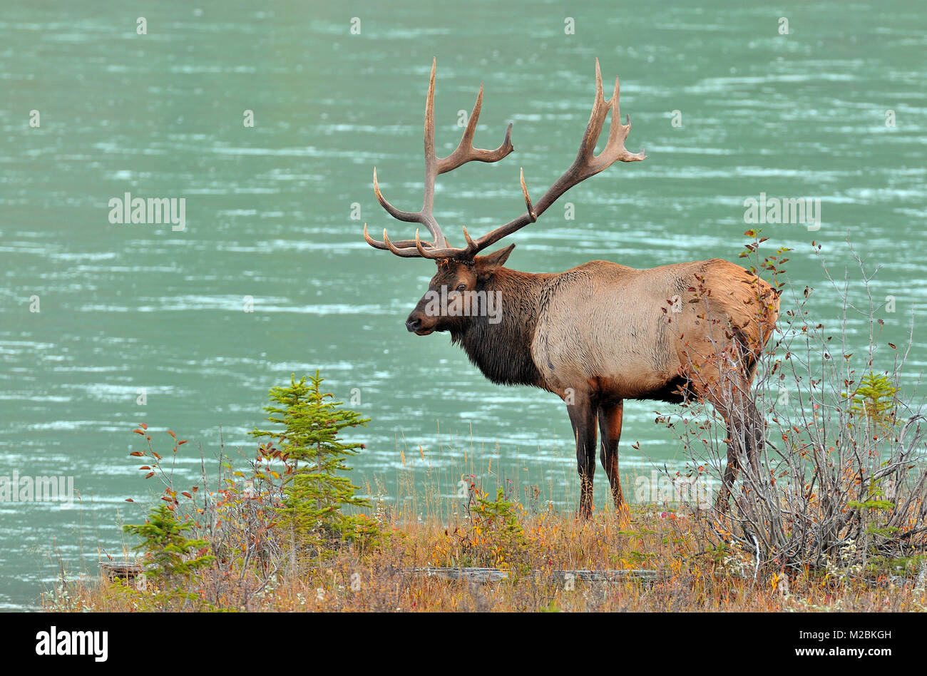 A large bull elk  ( Cervus elaphus), standing by the Athabasca river in Jasper National Park in Alberta Canada Stock Photo