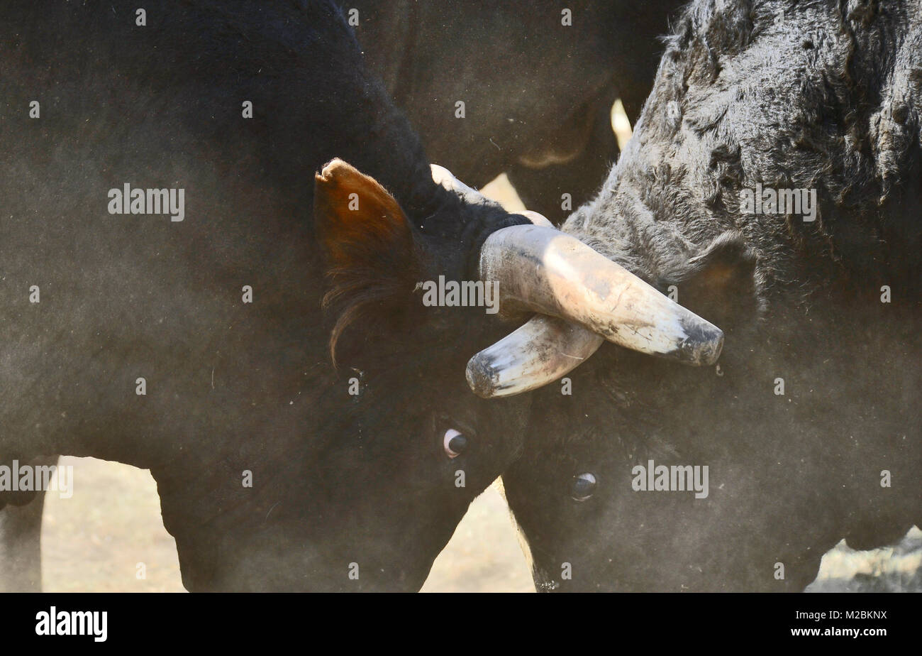 A close up of two domestic rodeo bucking bulls being aggressive pushing and shoving each other at an outdoor rodeo in Alberta Canada. Stock Photo