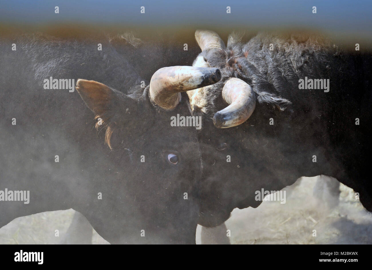 A close up of two domestic rodeo bucking bulls being aggressive pushing and shoving each other at an outdoor rodeo in Alberta Canada. Stock Photo