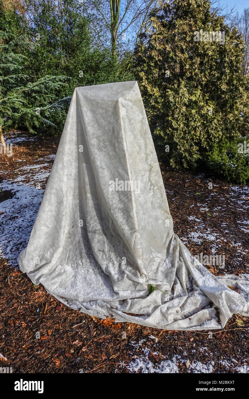 Horticultural fleece protect plants against winter frost in a garden Stock Photo