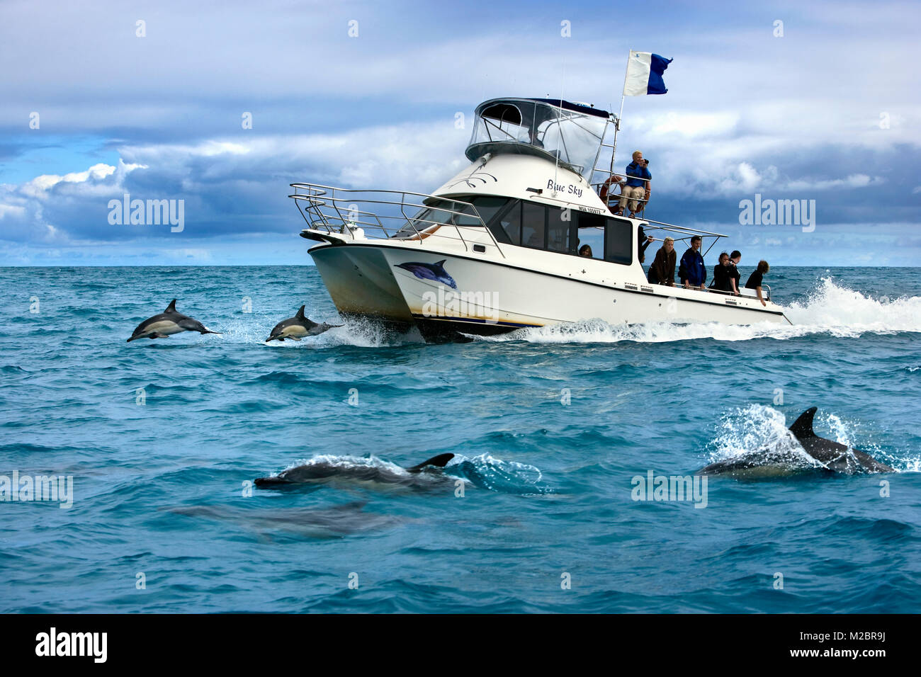 New Zealand, North Island, Whakatane, watching at and swimming with dolphins. Stock Photo