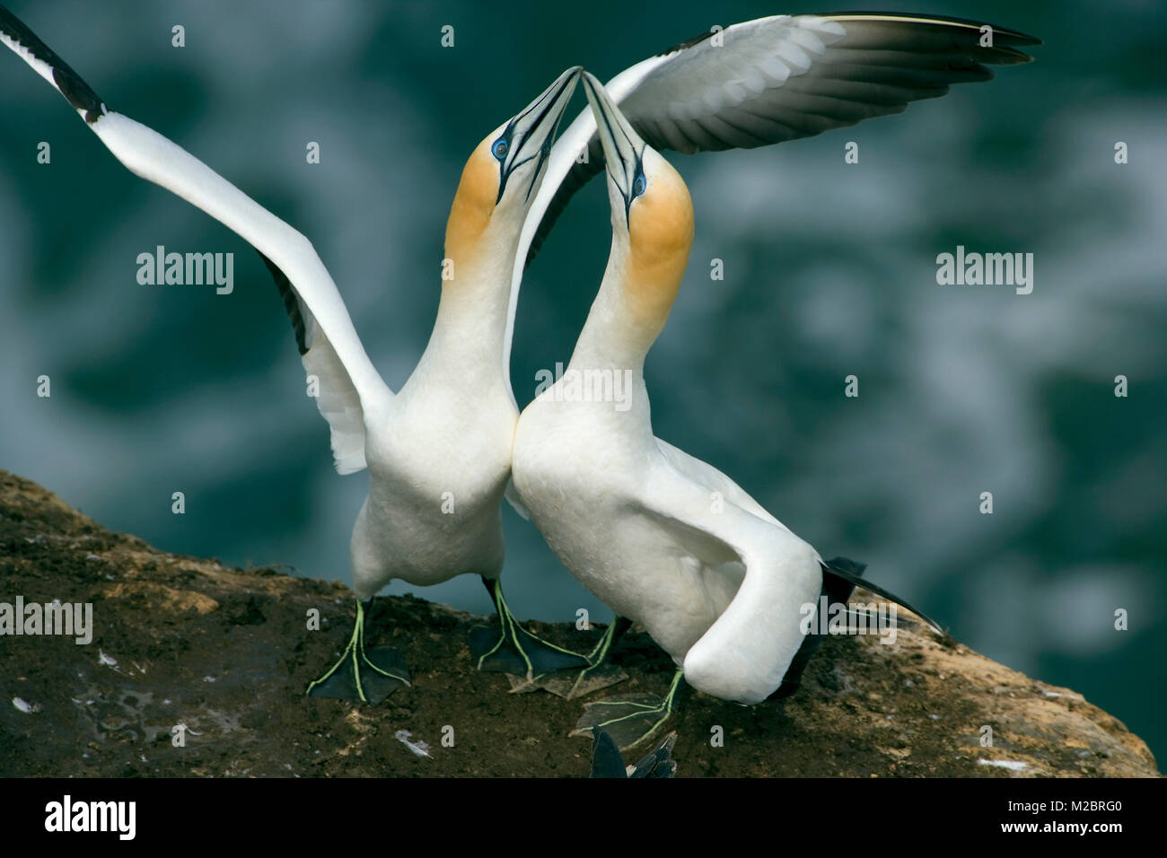 New Zealand, North Island, Murawai Gannet Colony, Australasian gannet ( Morus Serrator ) courtship behaviour. Stock Photo