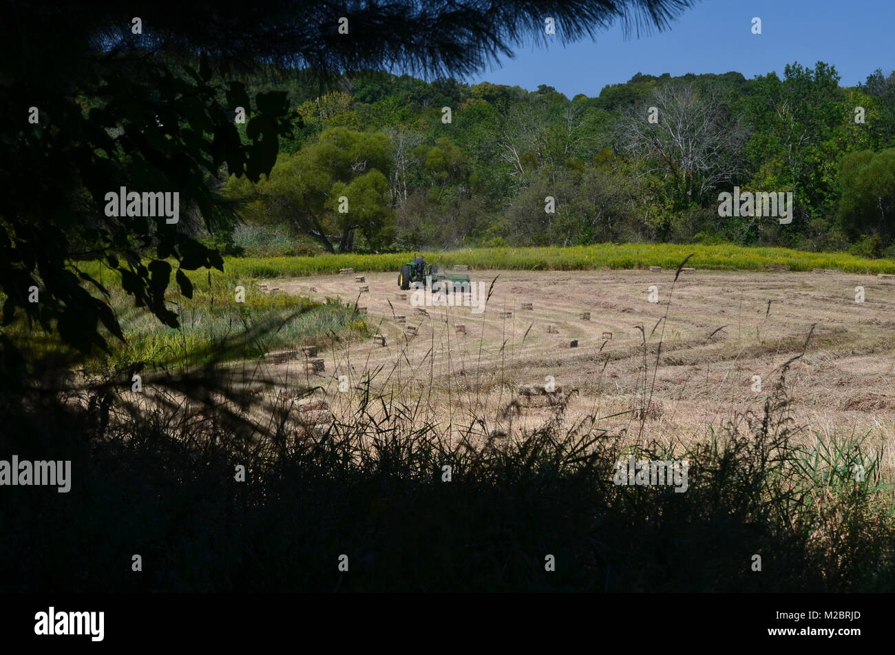 Farmer haying a field Stock Photo - Alamy