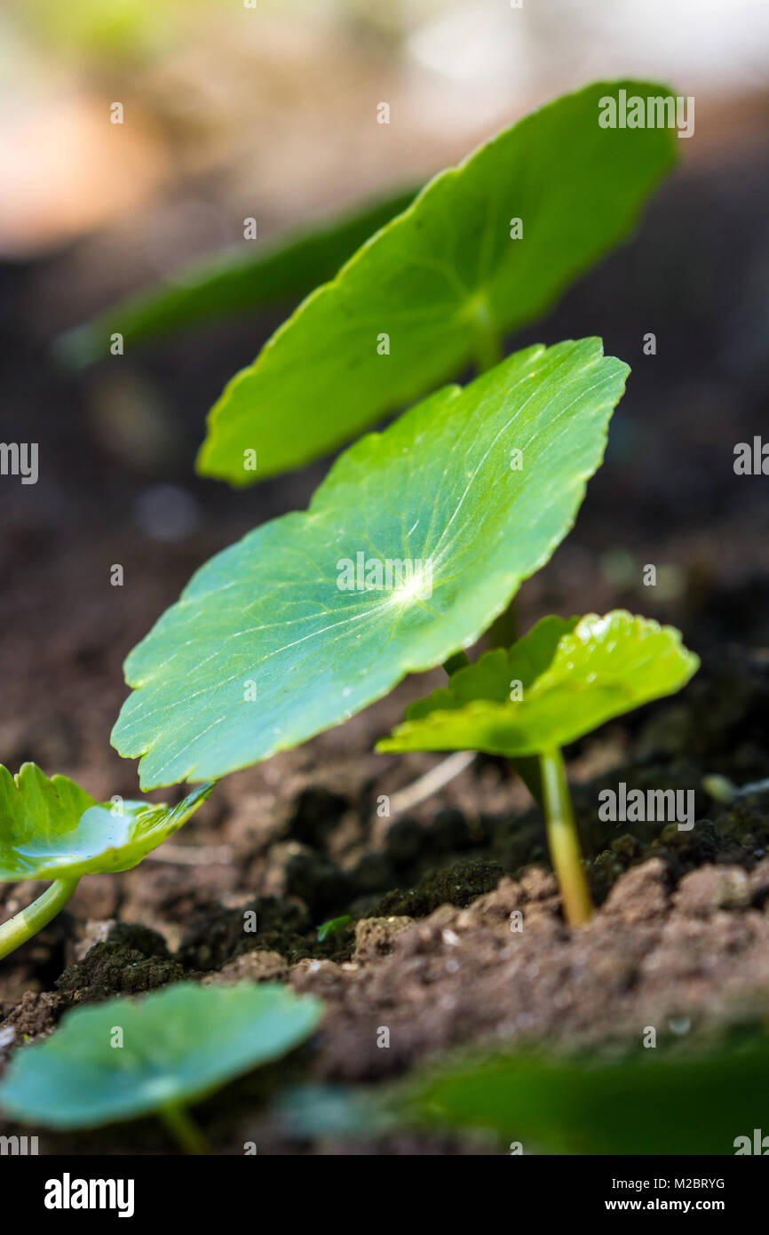 Lysimachiae Hi res Stock Photography And Images Alamy