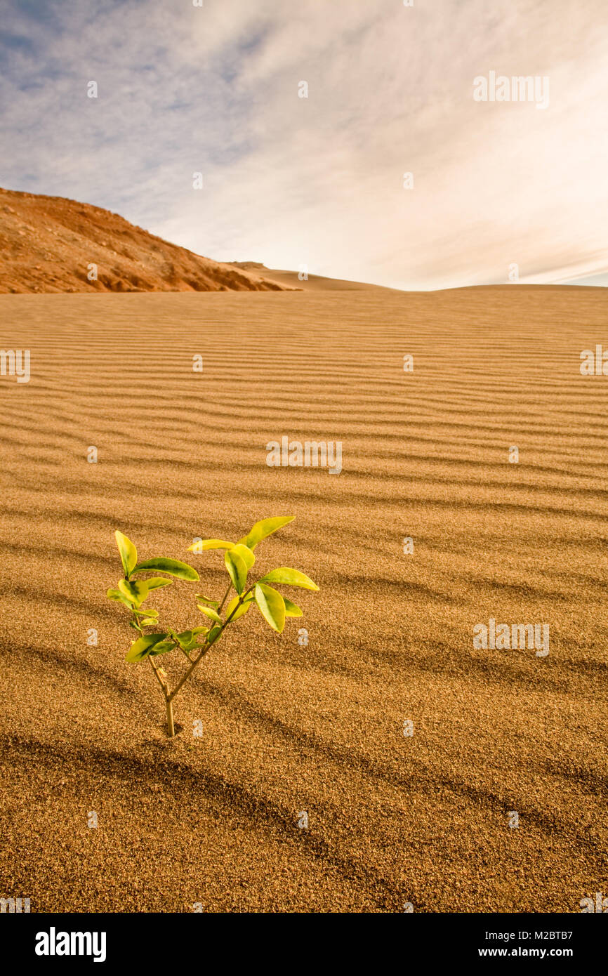 Conceptual image of little plant growing in the desert Stock Photo Alamy