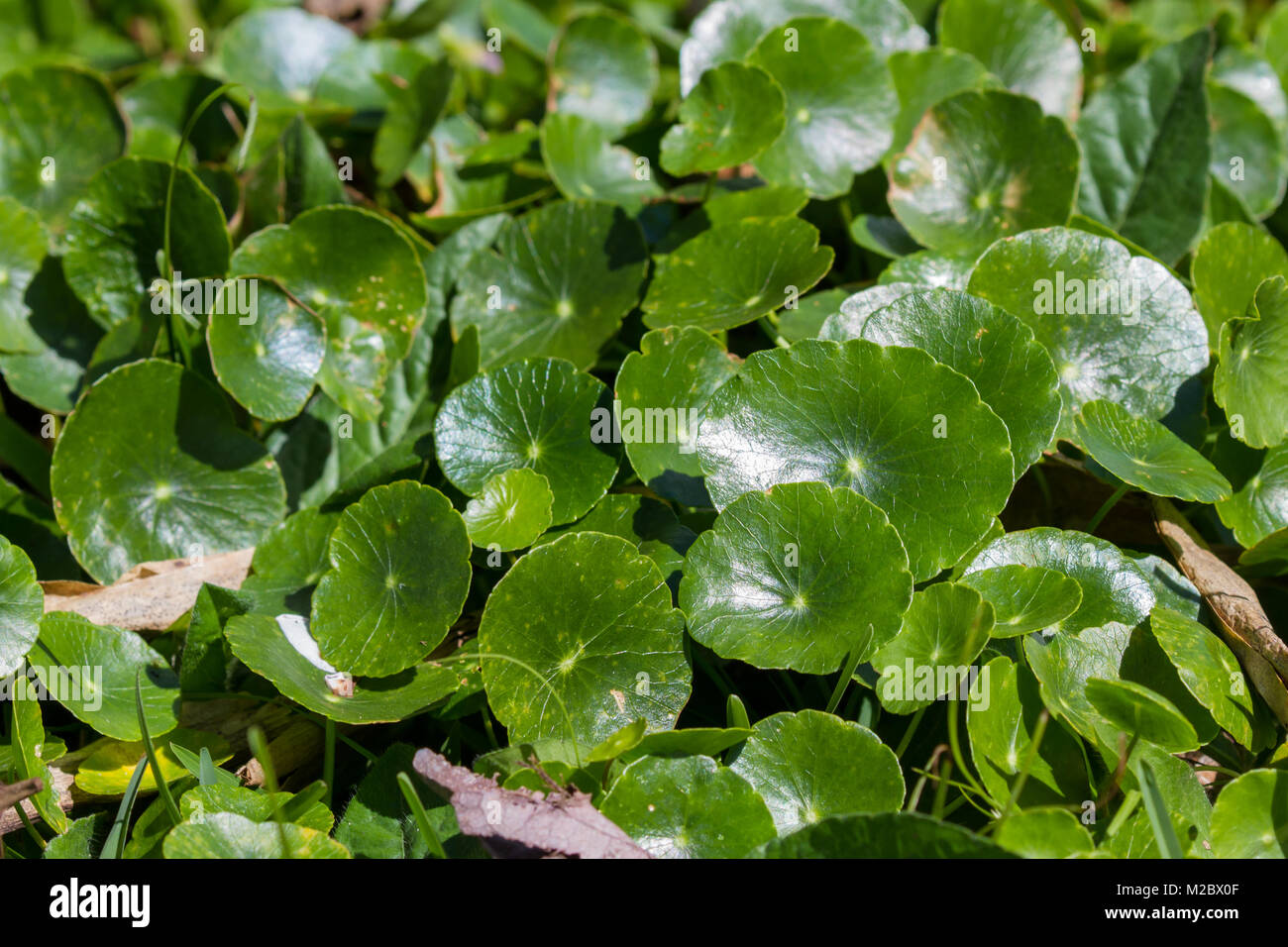Close Up Of The Round Leaves Of Gold Coin Grass Growing In A Garden