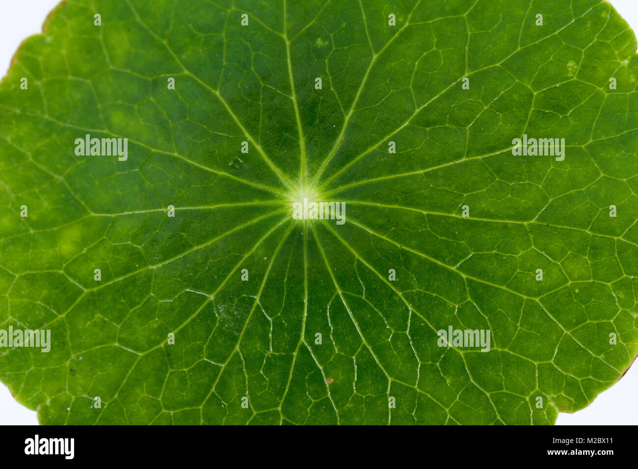 Close up of gold coin grass close up as a natural green background