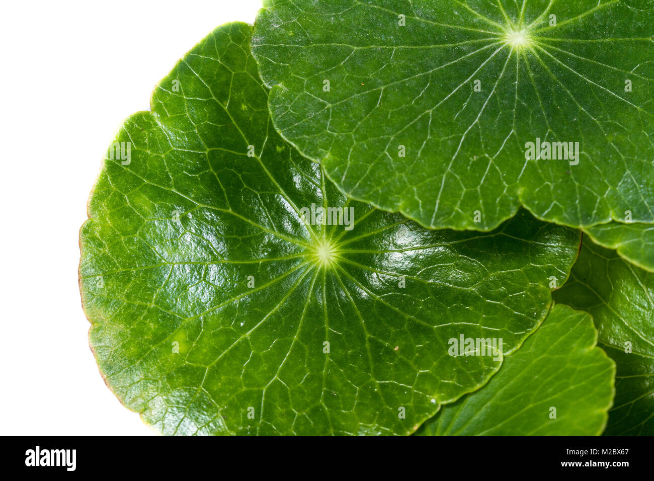 close up of a medicinal herb commonly known as gold coin grass isolated