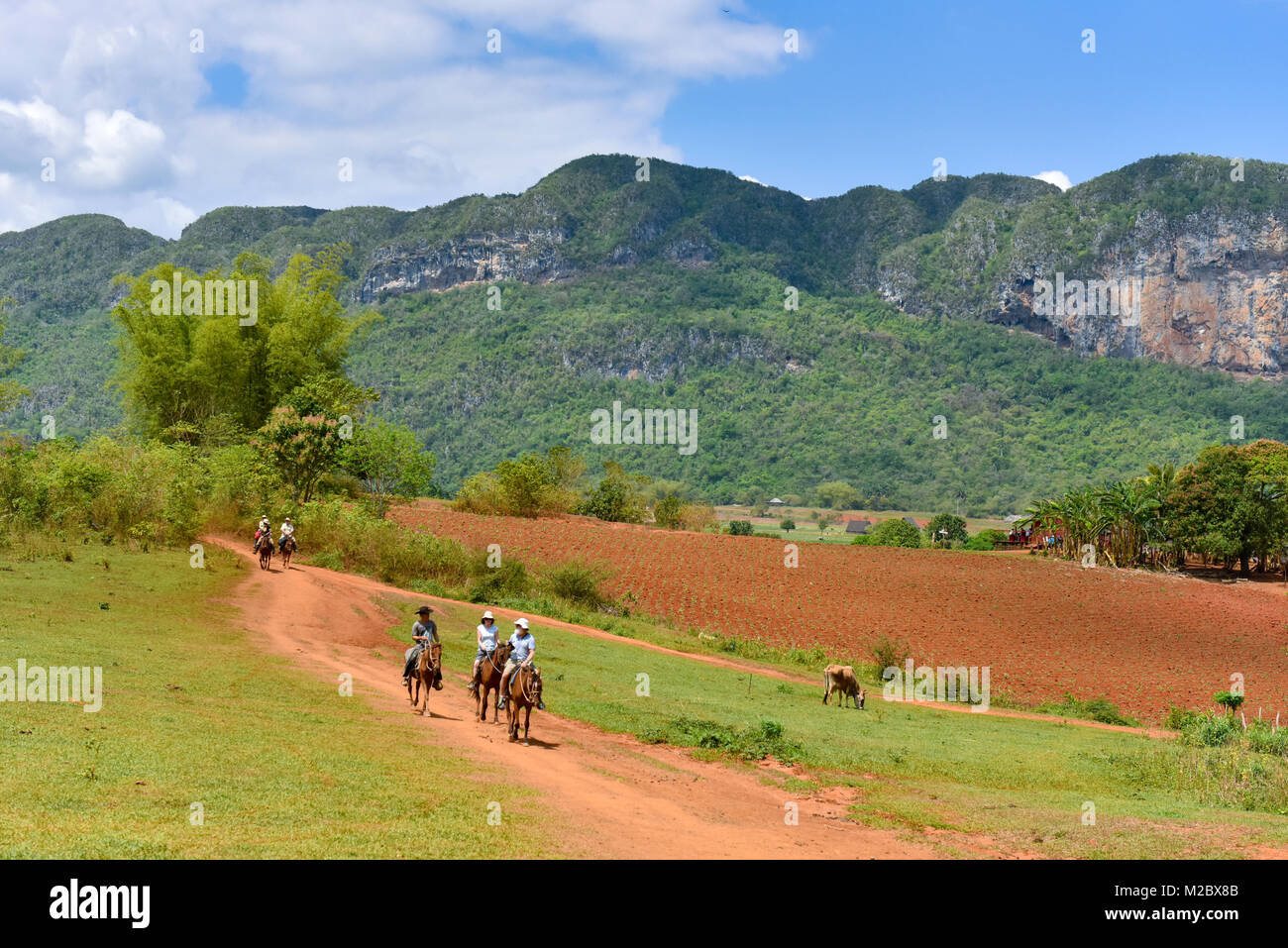 Tourists and their guide Horseback riding in Vinales Valley, Pinar Del Rio , Cuba Stock Photo