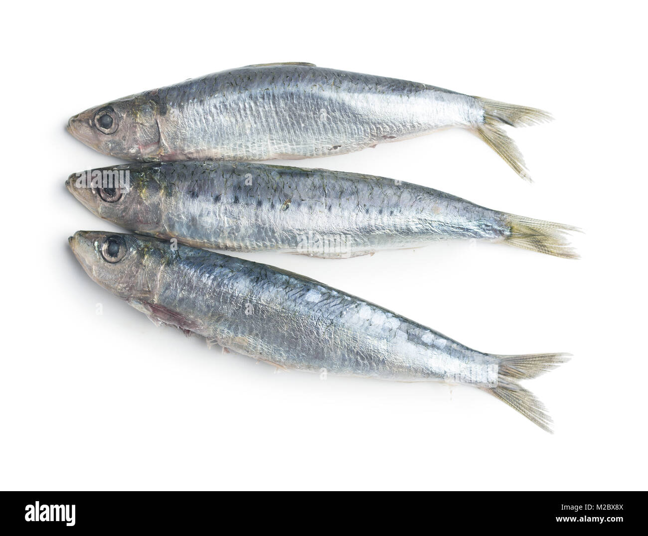 Raw sardines fish isolated on white background Stock Photo Alamy