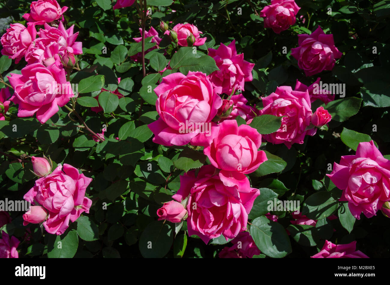 Roses bloom in sidewalk gardens near Dupont Circle, Washington DC Stock
