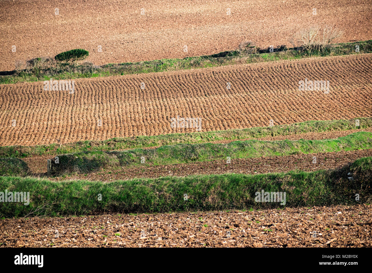 agriculture, farming cultivated fields prepared for planting crops, cornwall, uk. Stock Photo
