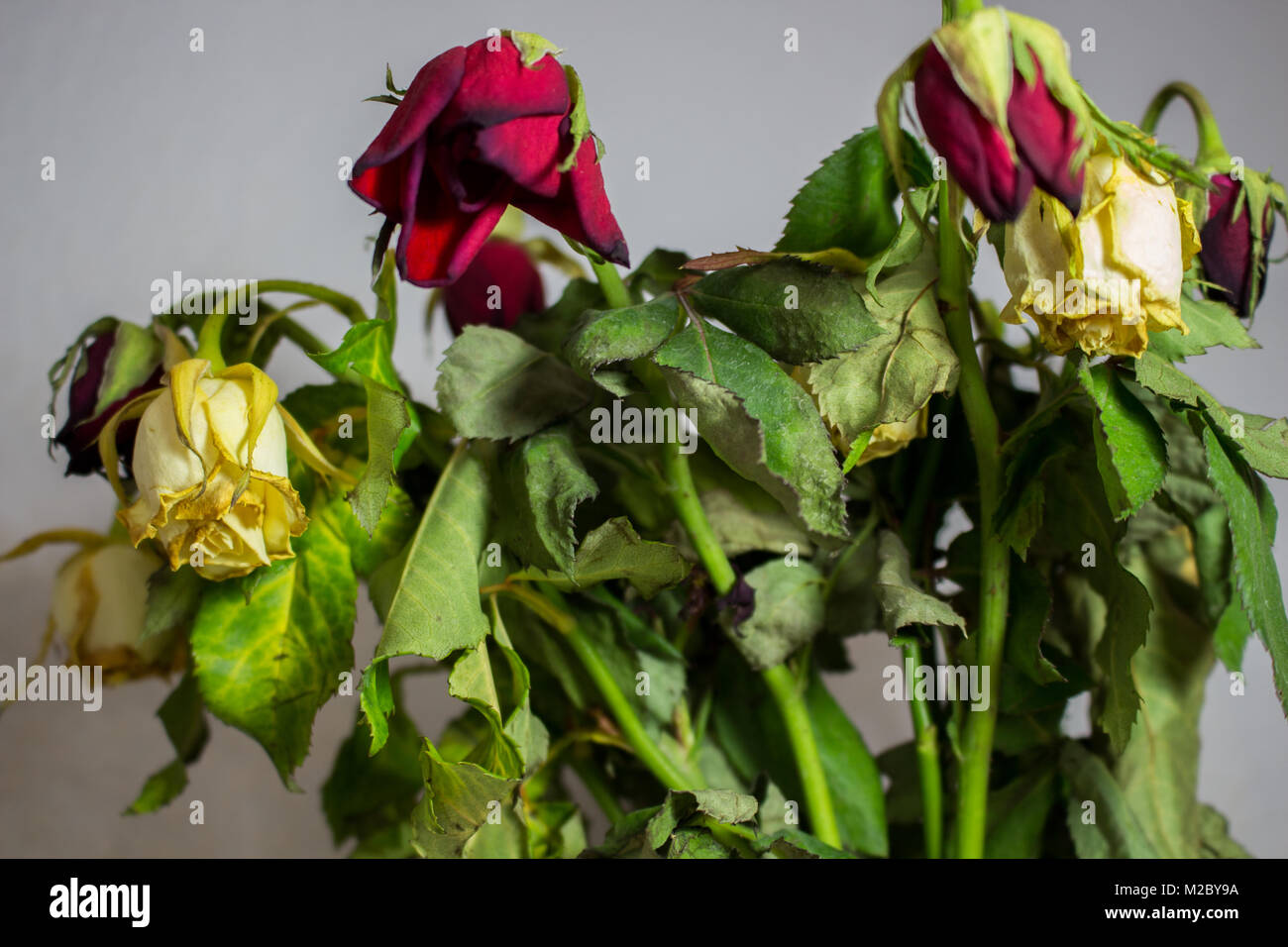 Dry flowers, wilted red and white roses Stock Photo Alamy
