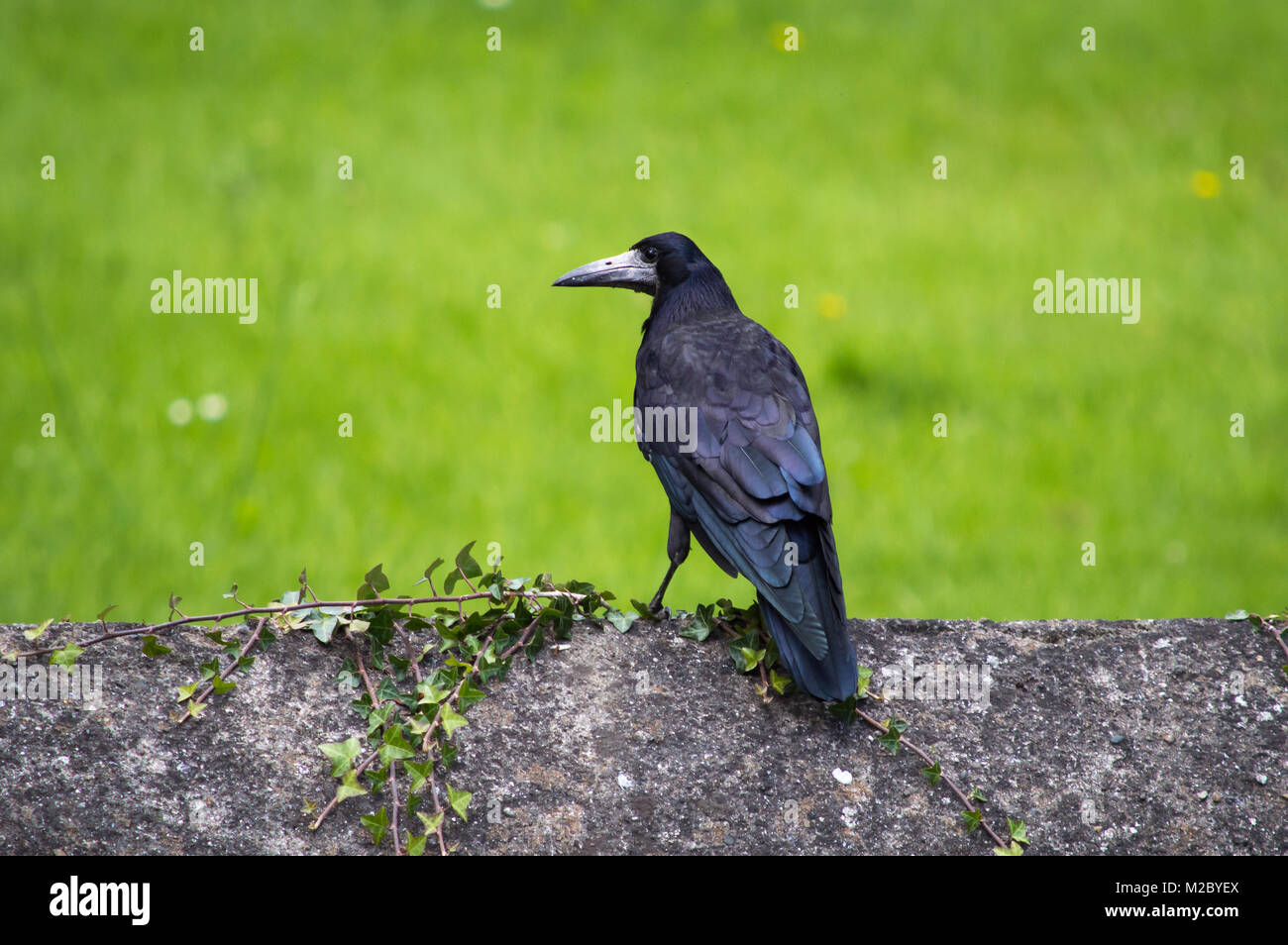 Rook flying hi-res stock photography and images - Alamy