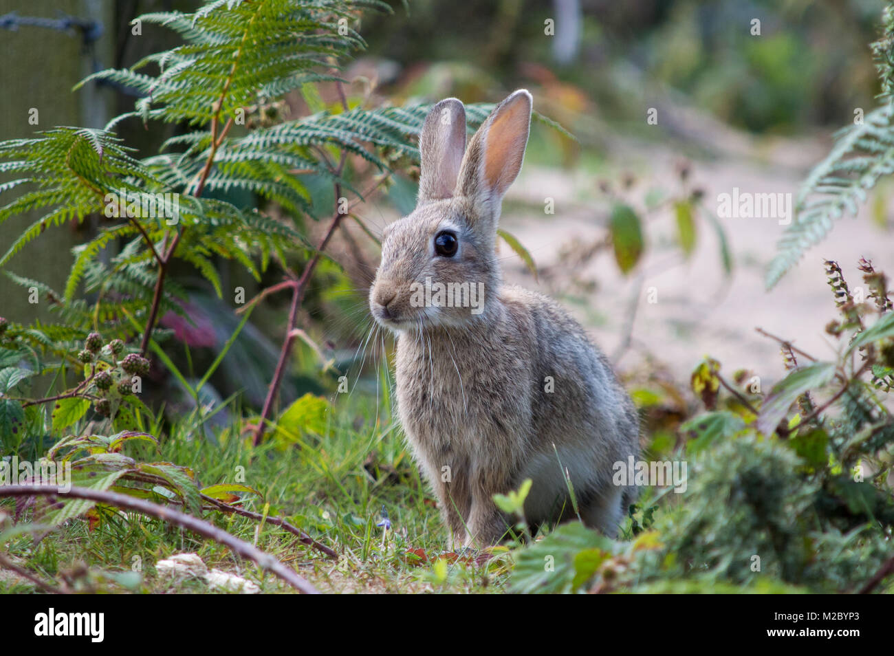 Wild rabbit among ferns Stock Photo Alamy