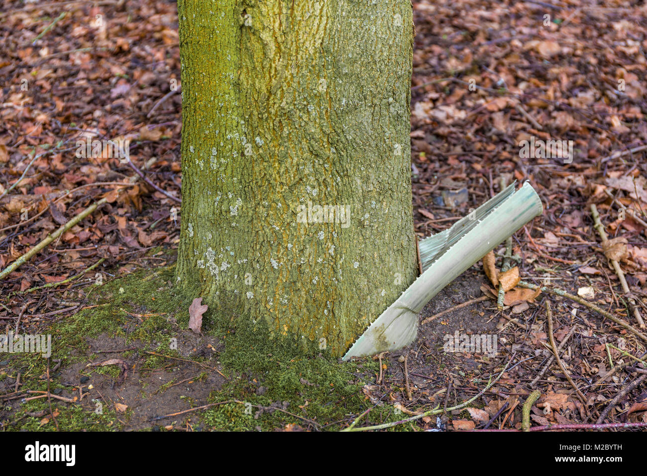 A tree protector, its work done, on a mature tree. Stock Photo