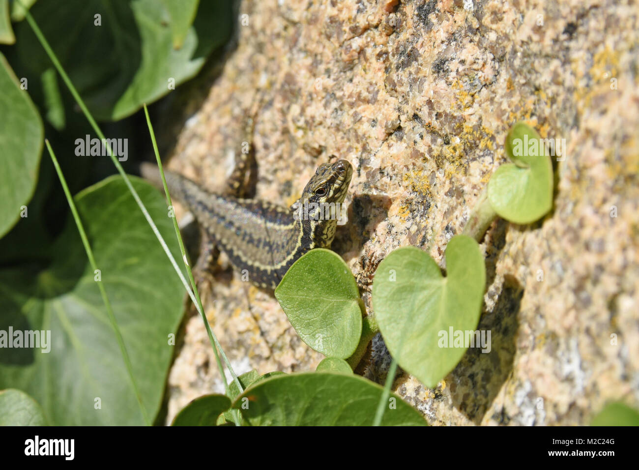 Female Common Wall Lizard Podarcis muralis on a rock face on Gorey Castle on the Island of Jersey UK with ivy growing up the wall. Stock Photo