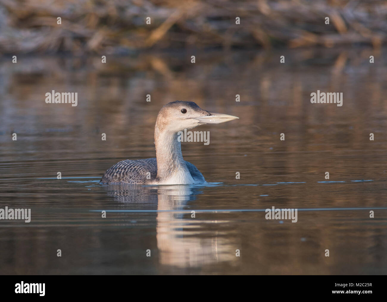 Very Rare White Billed Diver Gavia adamsii on a river in winter in the county of Lincolnshire England, with frost covered reeds in the background. Stock Photo